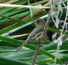 Empidonax traillii extimus