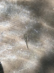 Pseudacris hypochondriaca