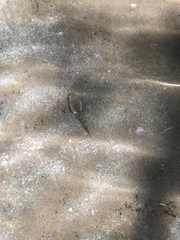 Pseudacris hypochondriaca