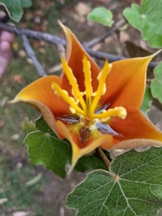 Chiranthodendreae