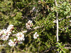 Kunzea tenuicaulis