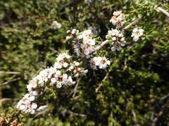 Kunzea tenuicaulis