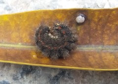 Lepidoptera