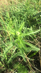Achillea millefolium
