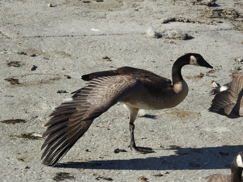 photo of Canada Goose (Branta canadensis)