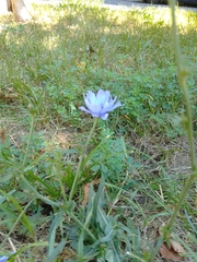 Cichorium intybus