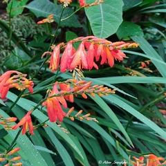 Crocosmia × crocosmiiflora