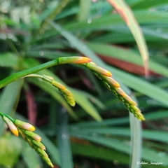Crocosmia × crocosmiiflora