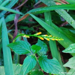 Crocosmia × crocosmiiflora