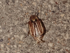Anoxia matutinalis