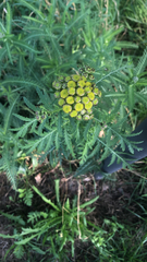 Tanacetum vulgare