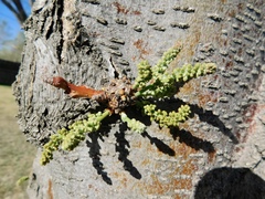 Gleditsia triacanthos inermis