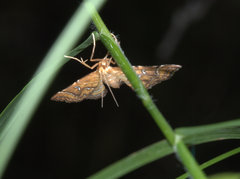 Musotima