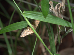 Musotima