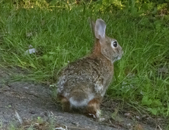 Sylvilagus floridanus