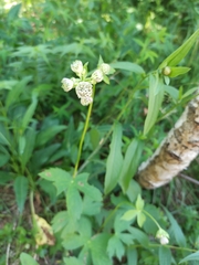 Astrantia major