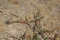 Ceanothus cuneatus ramulosus