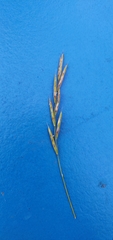 Brachypodium pinnatum