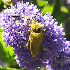 Lepturobosca chrysocoma