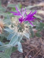 Centaurea seridis
