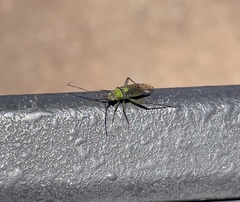 Hyalopeplus pellucidus