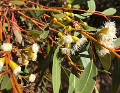 Eucalyptus calycogona