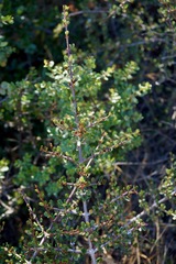 Ceanothus cuneatus ramulosus