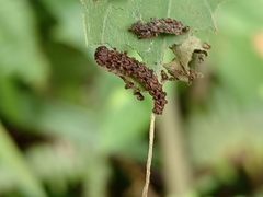 Moduza procris milonia