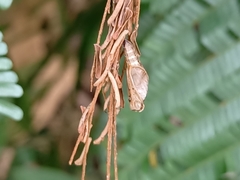 Lasippa tiga siaka