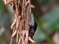 Lasippa tiga siaka
