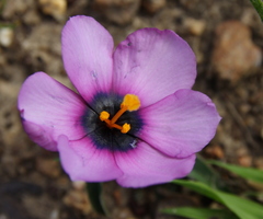 Moraea melanops