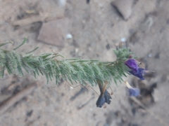 Echium sabulicola