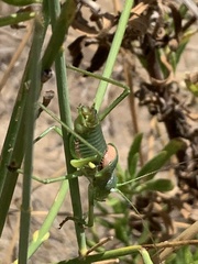Uromenus rugosicollis
