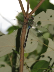 Anax guttatus