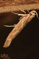 Pyroderces argyrogrammos