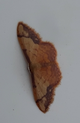 Idaea ostrinaria