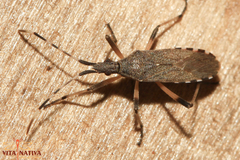 Dicranocephalus setulosus