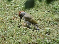Picus viridis