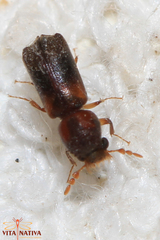 Scobicia chevrieri