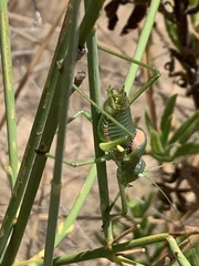 Uromenus rugosicollis
