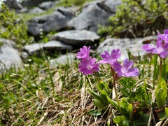 Primula clusiana