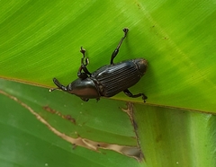 Odoiporus longicollis