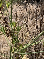 Uromenus rugosicollis