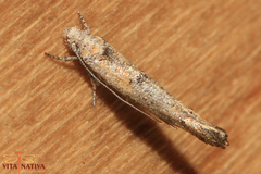 Zelleria oleastrella