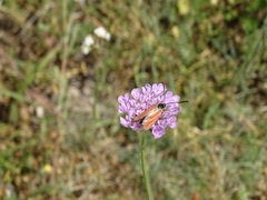 Zygaena rubicundus