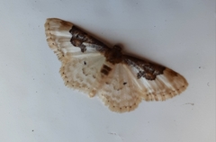 Idaea mustelata