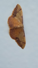 Idaea ostrinaria
