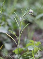 Omalotheca sylvatica