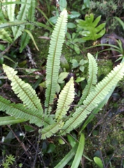Nephrolepis flexuosa
