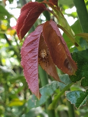 Araneus diadematus